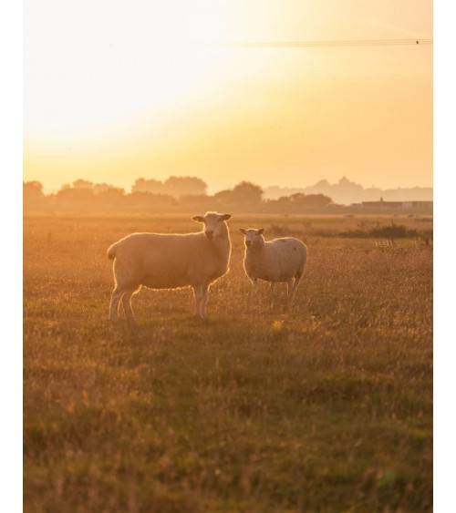 Plaid HERRINGBONE Beige - Coperta in lana merinos Bronte by Moon plaid per divano in lana coperta morbida letto matrimoniale ...