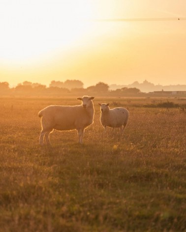 Merino Decke Santa Cruz Navy / Rust - Wolldecke, Kuscheldecke Bronte by Moon Schafwolldecke warme Woll Decken Sofa wohndecke ...