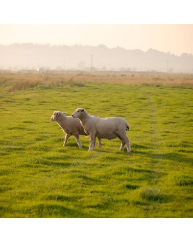 Double Face Sky / Apple Wool Blanket - Pure new wool throw Bronte by Moon warm cozy soft sofa throw blanket picnic throws and...