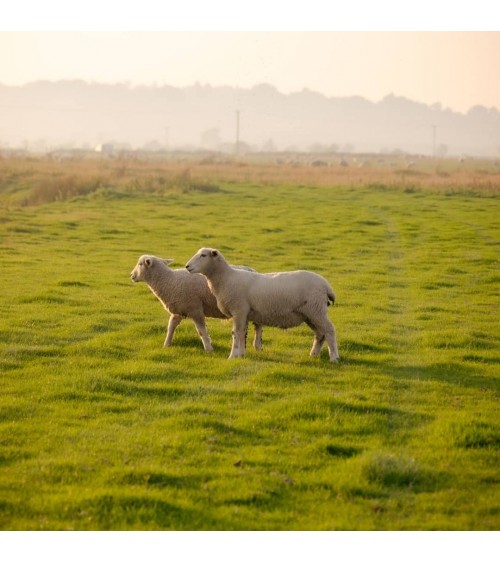Plaid Santa Cruz Natural - Couverture en laine mérinos