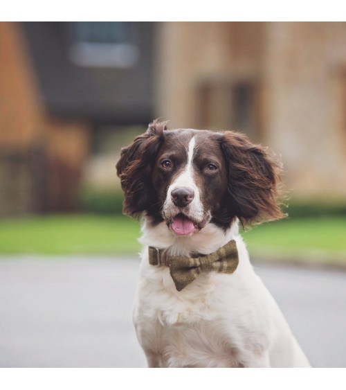 Dog Collar - Arncliffe Moonstone Hettie Dog Collar and Harness design switzerland original
