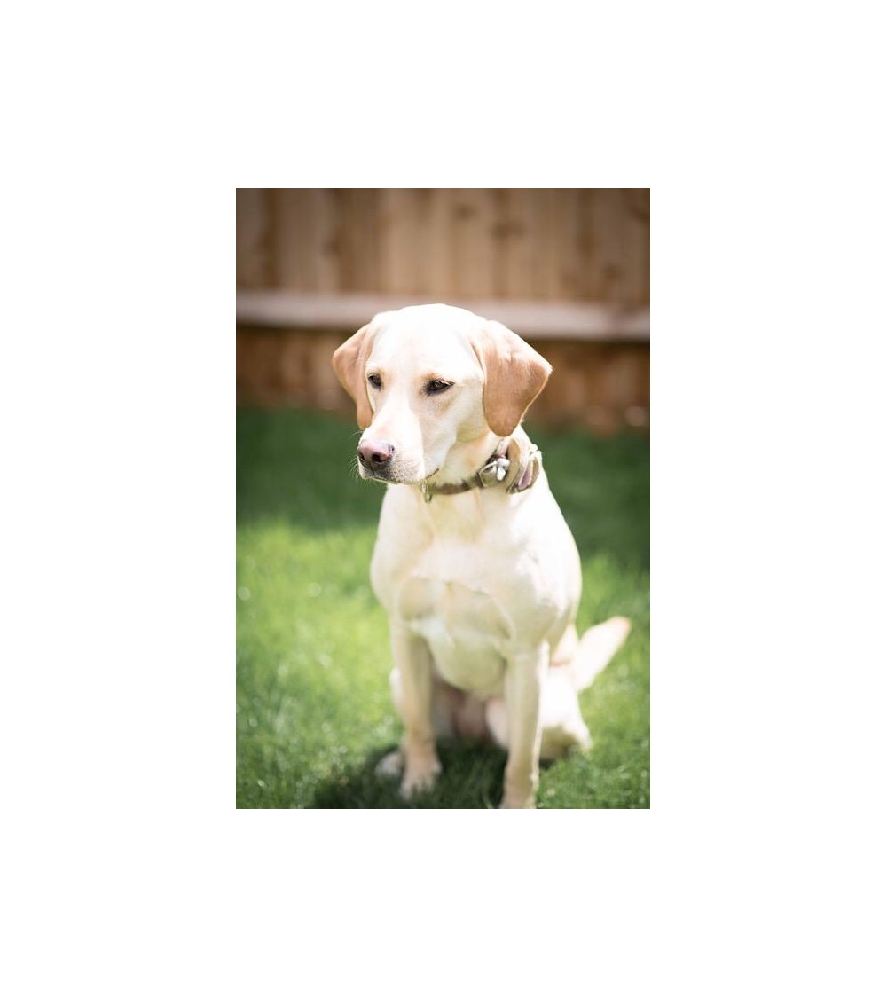 Dog Collar - Gargrave Lilac Hettie original gift idea switzerland