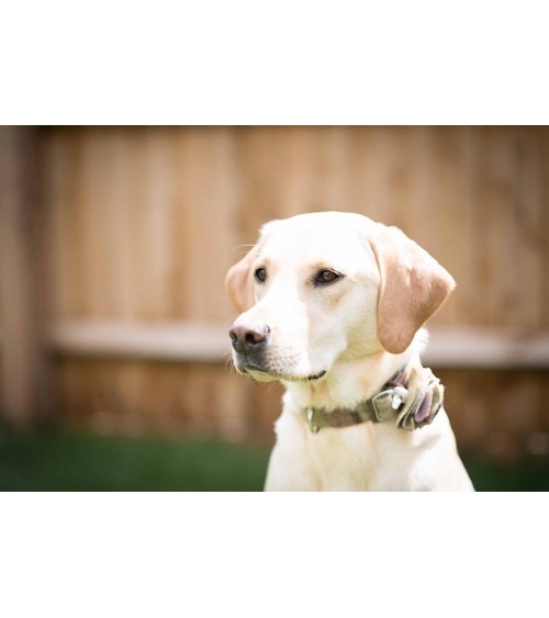 Hundehalsband - Gargrave Lilac Hettie geschenkidee schweiz kaufen