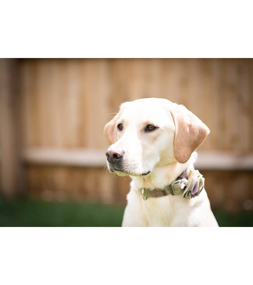 Dog Collar - Gargrave Lilac Hettie original gift idea switzerland