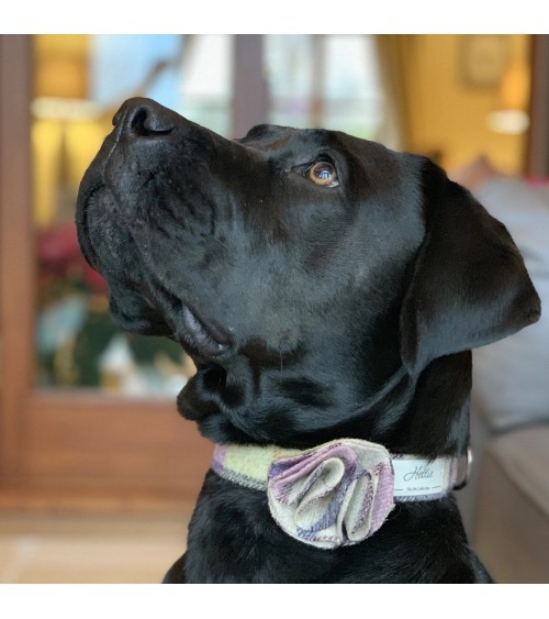 Collier pour chien - Gargrave Lilac Hettie Collier et harnais pour chien design suisse original