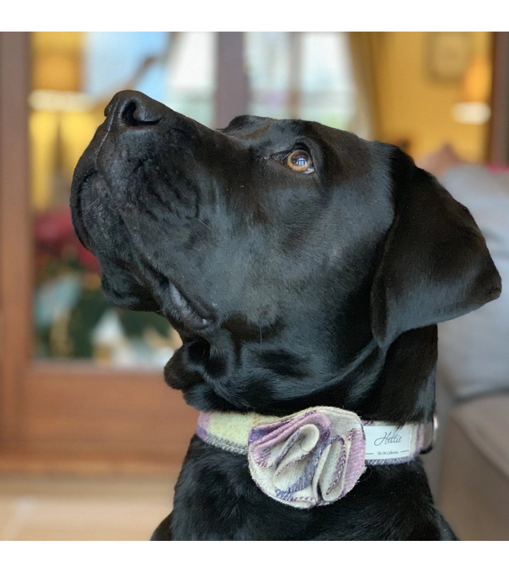 Dog Collar - Gargrave Lilac Hettie original gift idea switzerland