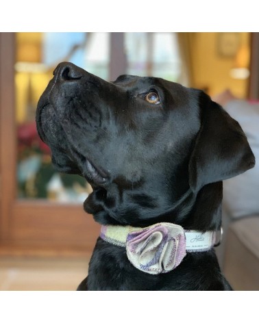 Hundehalsband - Gargrave Lilac Hettie geschenkidee schweiz kaufen