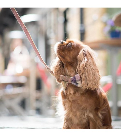 Dog Bowtie - Gargrave Lilac Hettie Dog Fashion Accessories design switzerland original