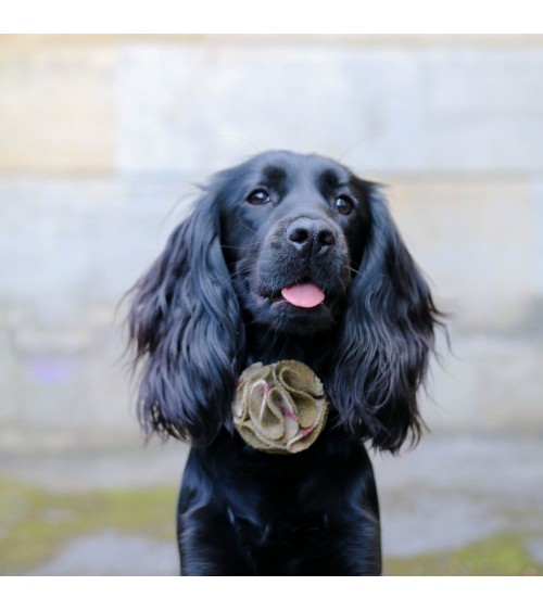 Accessoire de collier - Fleur - Arncliffe Moonstone Hettie Accessoires de mode pour chien design suisse original
