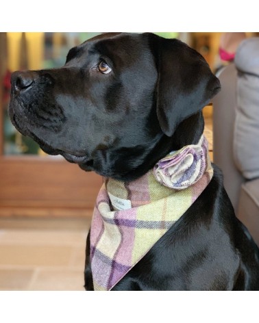 Bandana pour chien - Gargrave Lilac Hettie idée cadeau original suisse
