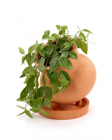 Flower pot - Terracotta by René Barba Serax Flower pots design switzerland original