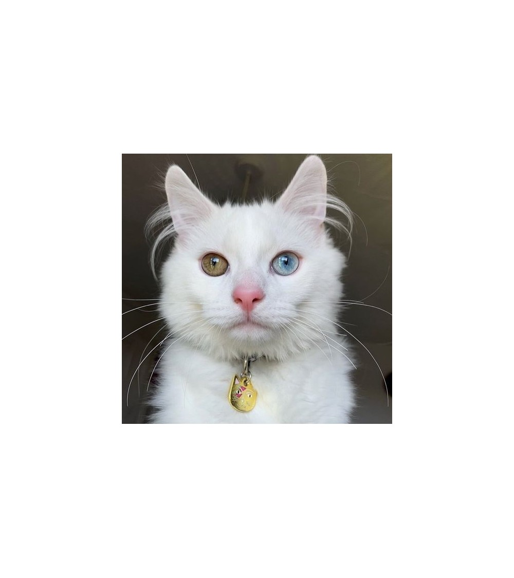Katzenhalsband - Kitty Stardust Niaski geschenkidee schweiz kaufen