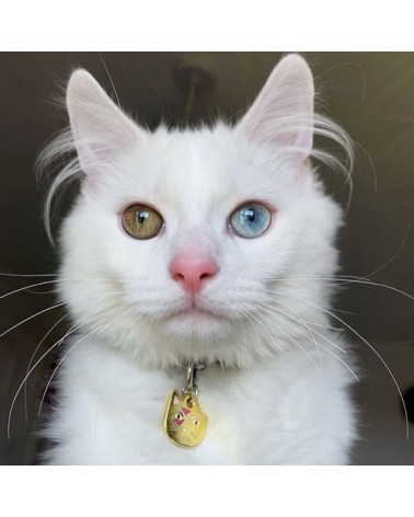 Collier pour Chat - Kitty Stardust Niaski idée cadeau original suisse