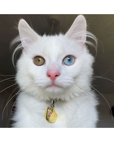 Katzenhalsband - Kitty Stardust Niaski geschenkidee schweiz kaufen