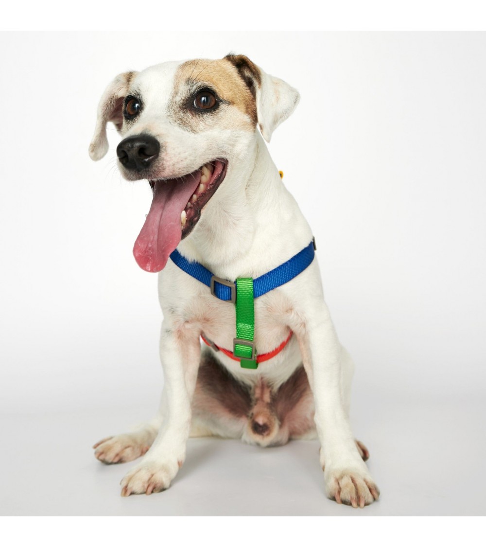 Dog Harness - Sonia - Yellow and Lime The Painter's Wife original gift idea switzerland