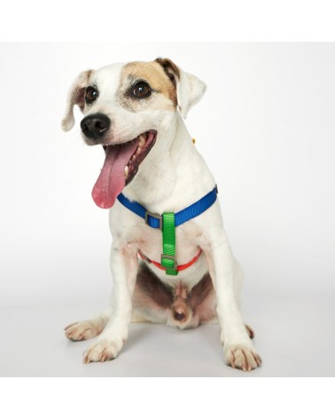 Dog Harness - Sonia - Yellow and Lime The Painter's Wife original gift idea switzerland