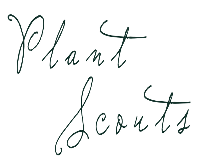 plant-scouts-originelles-kleines-geschenk-Kitatori-Schweiz